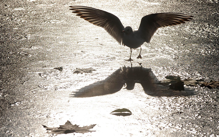 Snow and freezing hits uk: Birds stand on the frozen surface of the lake in London's Green Park
