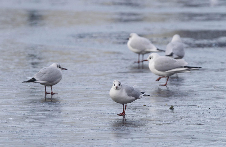 Snow and freezing hits uk: Birds stand on the Grand Canal in Dublin 