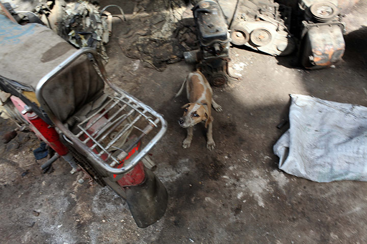 Karachi Pakistan: A stray dog roams the deserted alleyways of Shershah kabari (scrap) market
