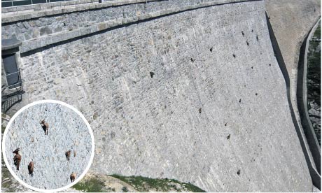 The ibex goats on the Cingino dam in Italy.
