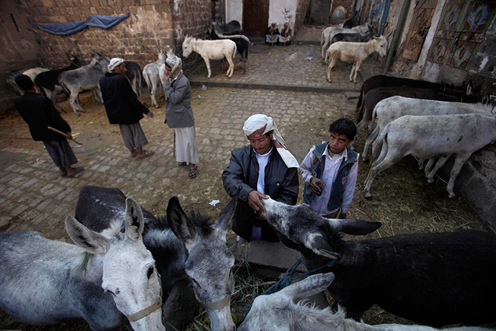 24 hours in pictures: A Yemeni man checks the age of a donkey displayed for sale 