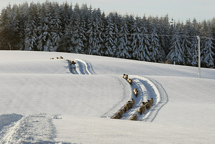 24 hours in pictures: Sheep walk through a snow covered field in Auchterarder
