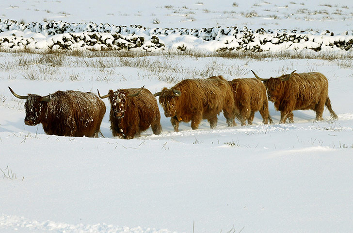 More Snow hits the UK: Highland cows make their way through the snow 