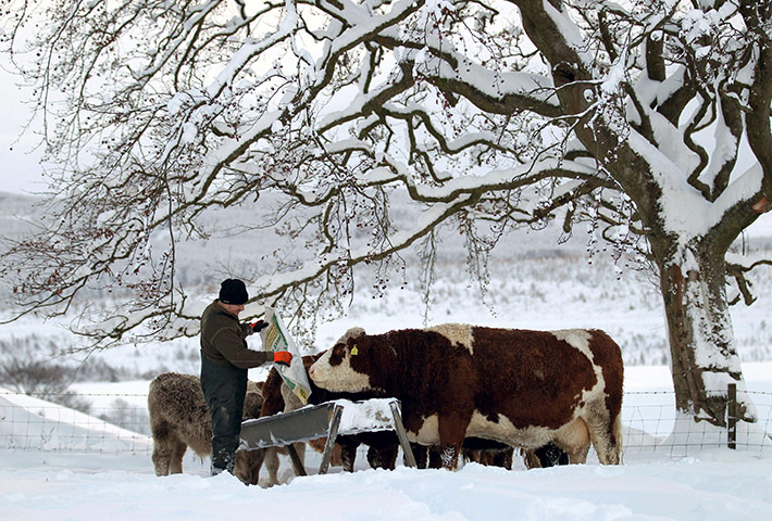 More Snow hits the UK: Farmer Peter Laidlaw feeds cattle at Craigannet Farm 