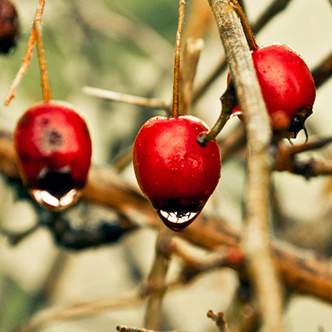 Camera Club: Clairspics participates in the Autumn Colour Assignment