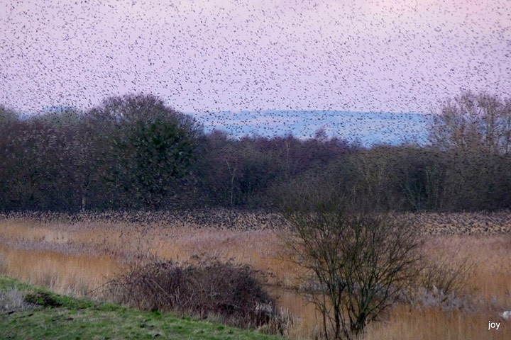 Starlings: Green Shoots Flickr group