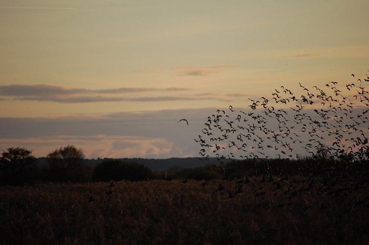 Starlings: Green Shoots Flickr group