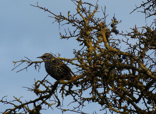 Starlings: Green Shoots Flickr group