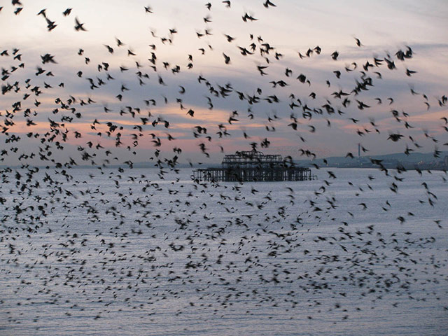 Starlings: Green Shoots Flickr group