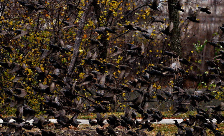 Starlings: Green Shoots Flickr group