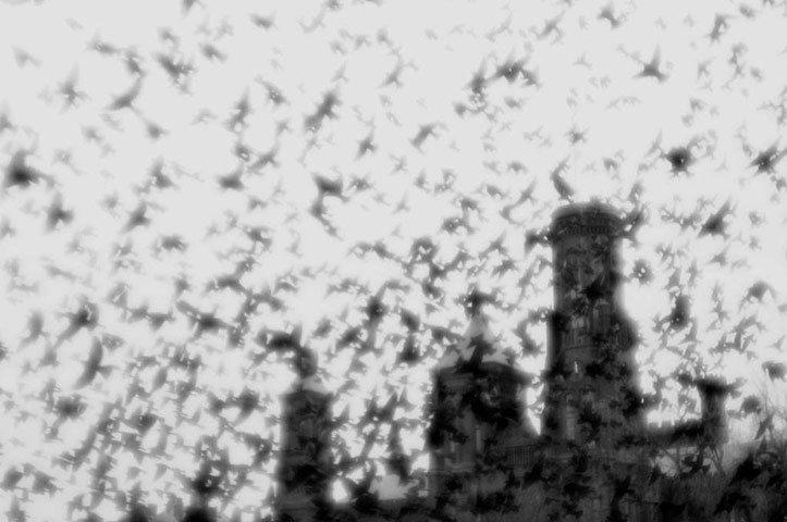 Starlings: Green Shoots Flickr group