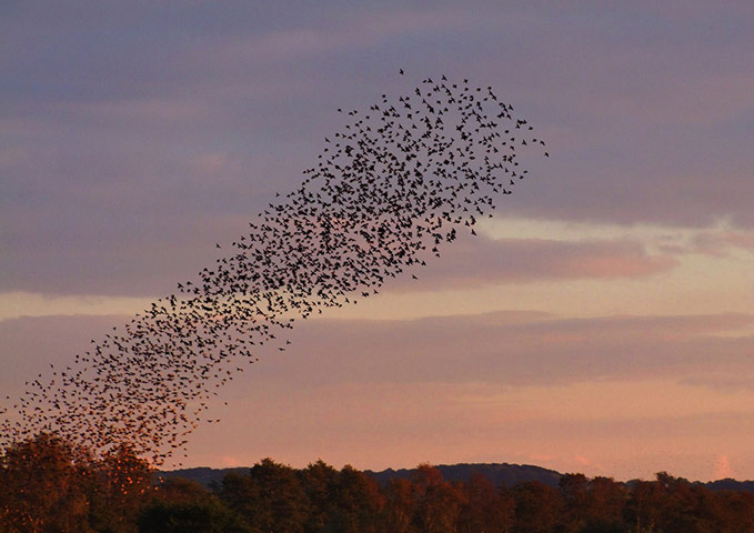Starlings: Green Shoots Flickr group
