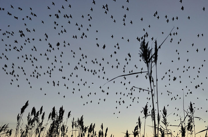 Starlings: Green Shoots Flickr group