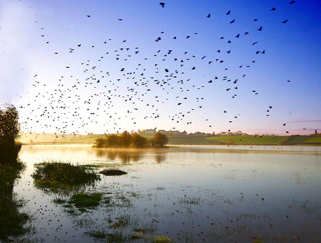 Starlings: Green Shoots Flickr group