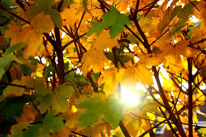 Guardian Camera Club: Adrian Hall participates in the autumn colour photography assignment