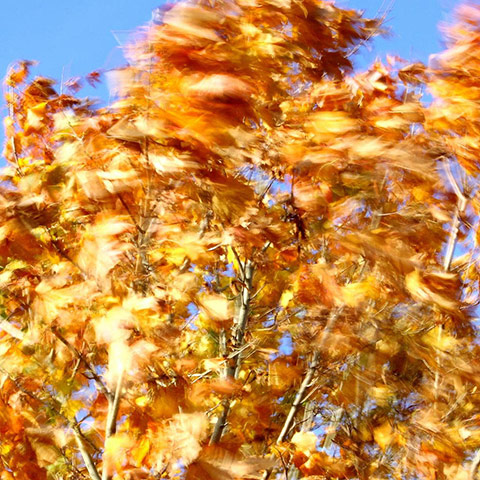 Guardian Camera Club: Adrian Hall participates in the autumn colour photography assignment