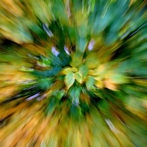 Guardian Camera Club: Adrian Hall participates in the autumn colour photography assignment