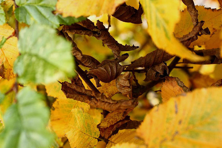 Guardian Camera Club: Adrian Hall participates in the autumn colour photography assignment