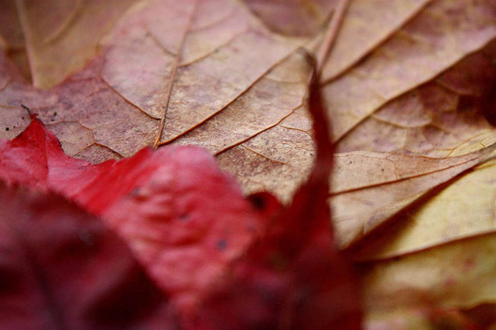 Guardian Camera Club: Adrian Hall participates in the autumn colour photography assignment