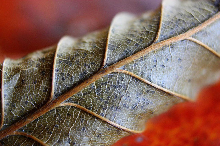 Guardian Camera Club: Adrian Hall participates in the autumn colour photography assignment