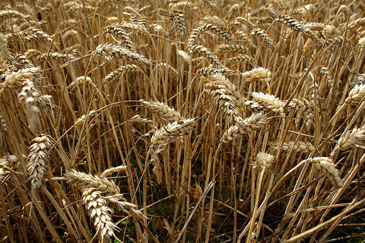 Week In Business: Ripe wheat waits to be harvested in August.