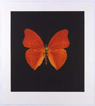 Exhibitionist0611: Damien Hirst