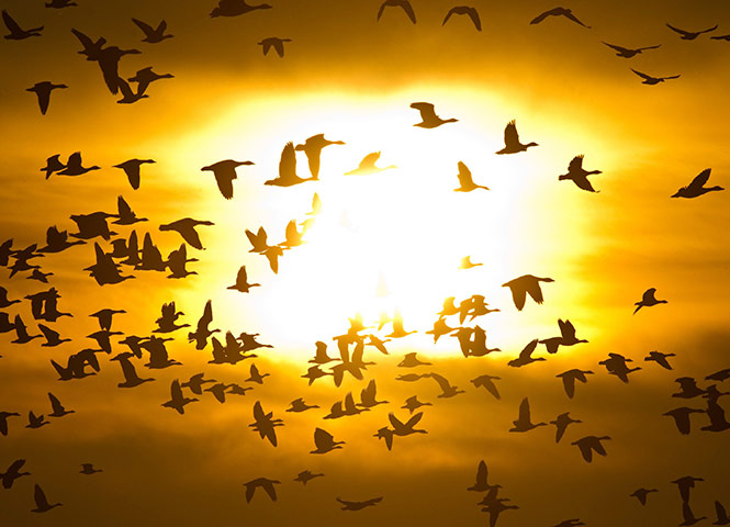Week in wildlife: Wild geese in the morning sun