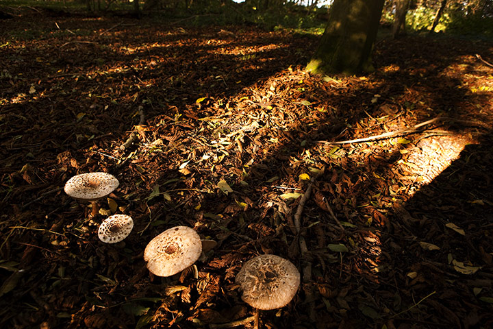Week in wildlife: Funghi in the autumn