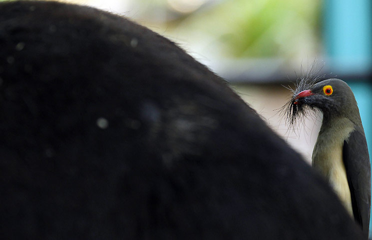 Week in wildlife: Ared-billed oxpecker collects fur from a donkey