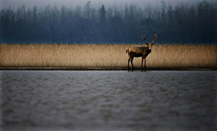 Week in wildlife: Pere David's Deer Nature Reserve At Yangtze River Swan Islet