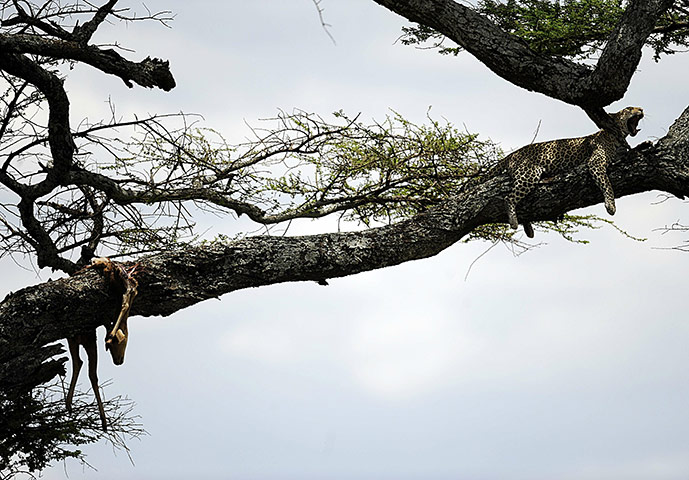 Week in wildlife: Serengeti national reserve in northern Tanzania