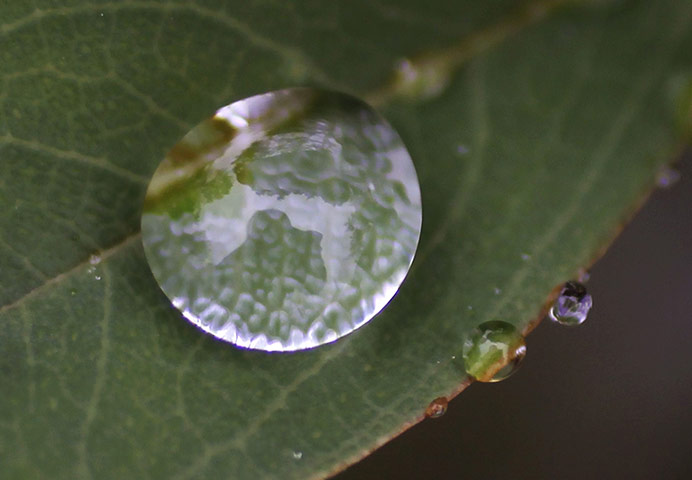 Week in wildlife: Trees are reflected on a raindrop on a leaf in Nagoya