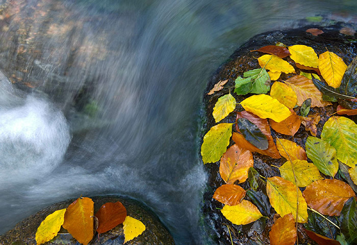 Week in wildlife: Colored leaves lay on stones in the Schlaube river 