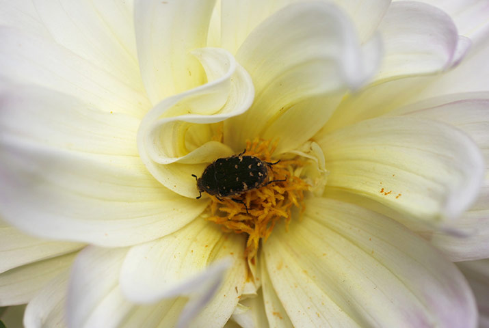 Week in wildlife: An insect rests on a dahlia in Hokuto, 150 km (93 miles) west of Tokyo