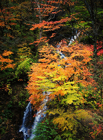 Week in wildlife: A general view of Autumn coloured leaves