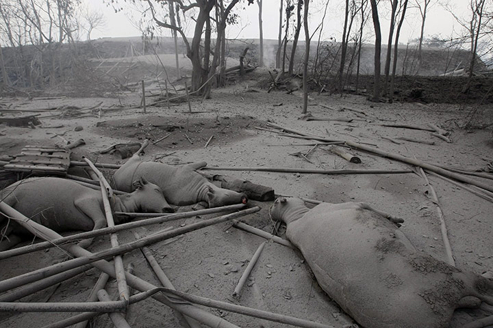 Merapi Volcano Update: Eruption aftermath in Cangkringan village Indonesia