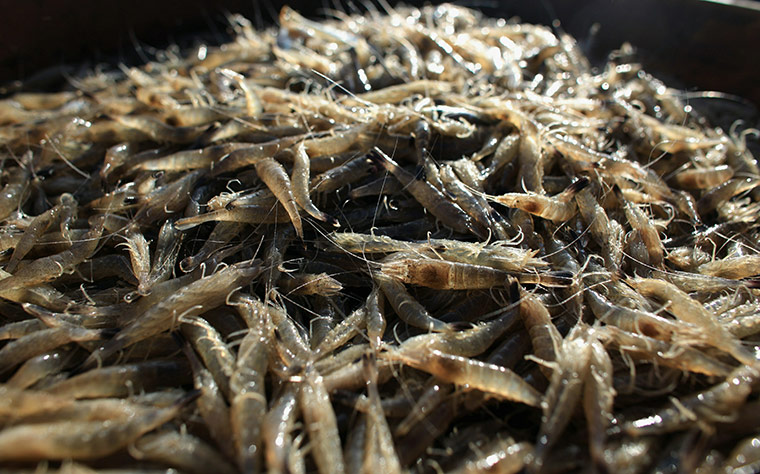 From The Agencies Furlong: Southport Shrimpers Out At The Beginning Of The Season