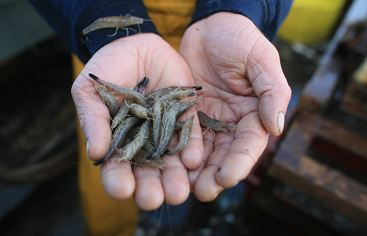 From The Agencies Furlong: Southport Shrimpers Out At The Beginning Of The Season