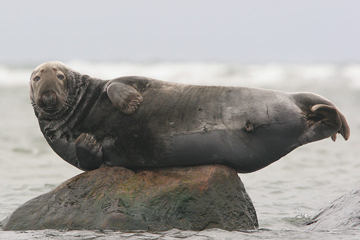 Week in wildlife: Male of grey seal, east of Hiuma island, Estonia Baltic Sea