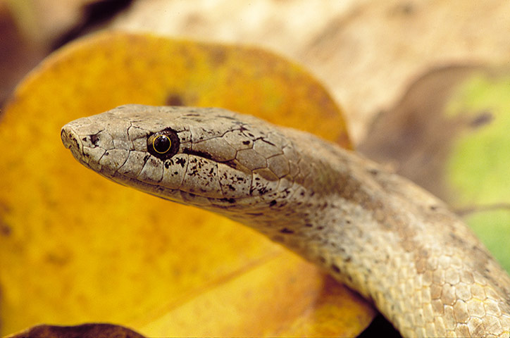 Week in wildlife: Antiguan racer head close-up