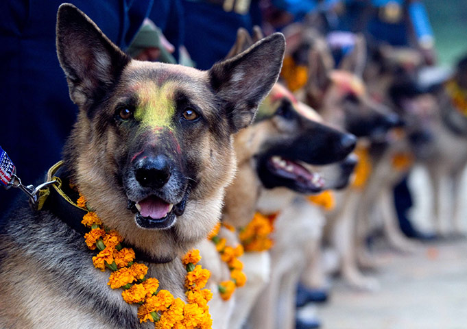 24 Hours: Tihar festival Dog Worship day