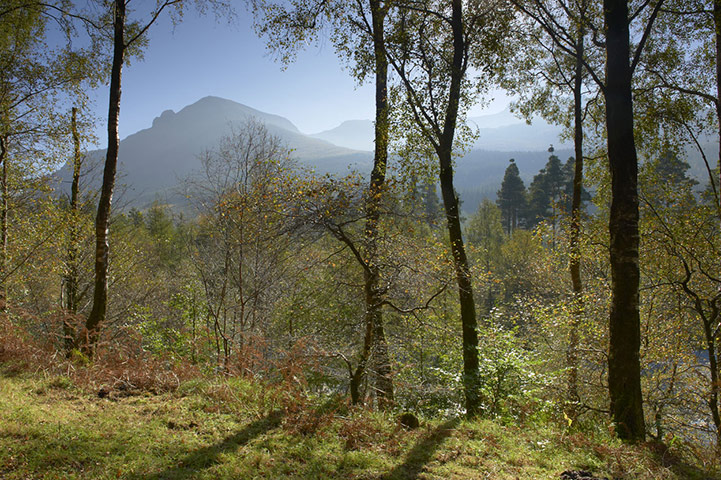 Wild Ennerdale forest: Joe Cornish, capturing the spirit and atmosphere