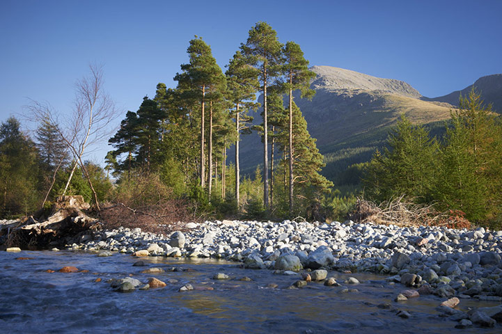 Wild Ennerdale forest: Joe Cornish, capturing the spirit and atmosphere