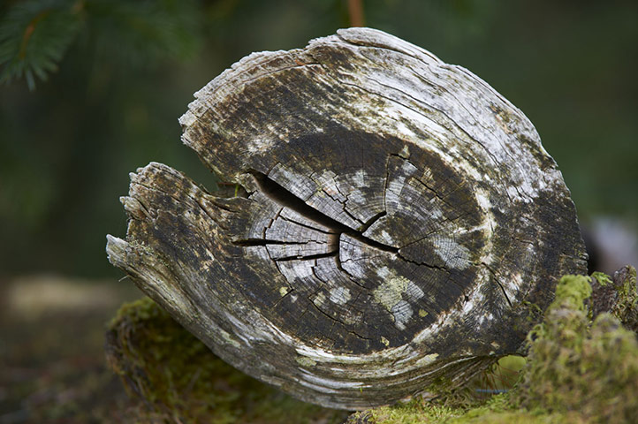 Wild Ennerdale forest: Joe Cornish, capturing the spirit and atmosphere