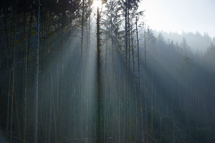 Wild Ennerdale forest: Joe Cornish, capturing the spirit and atmosphere