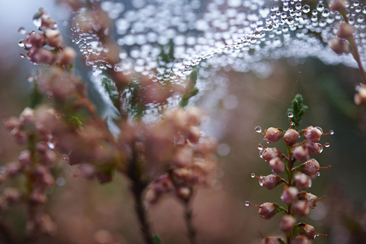 Wild Ennerdale forest: Joe Cornish, capturing the spirit and atmosphere