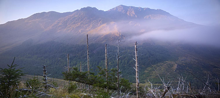 Wild Ennerdale forest: Joe Cornish, capturing the spirit and atmosphere
