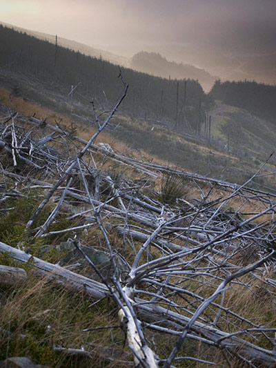 Wild Ennerdale forest: Joe Cornish, capturing the spirit and atmosphere