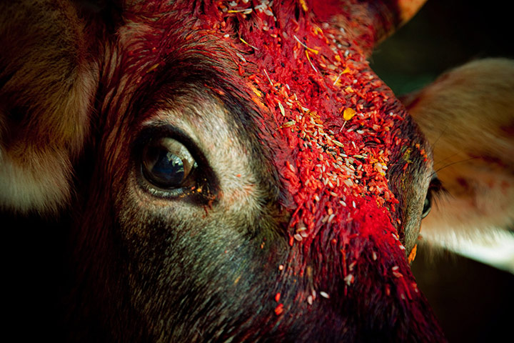 24 Hours: A cow looks on while Nepalese devotees worship