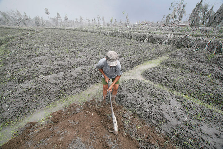 Mount Merapi: A villager works on his farm covered with volcanic ash